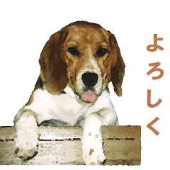 Beagle dog named edy