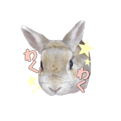 rabbit and panda mouse