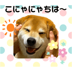 新作lineスタンプ出たyo 柴犬まるオフィシャルブログ 笑う門にはまる来たる Powered By Ameba 新作lineスタンプ出たyo 柴犬まるオフィシャルブログ 笑う門にはまる来たる Powered By Ameba