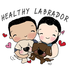 HEALTHY LABRADOR