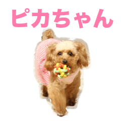 pika of toy poodle