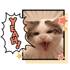 Hinoki-cat_20210214101925
