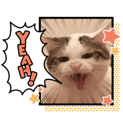 ひのき猫デコレーションスタンプ Line スタンプ Line Store ひのき猫デコレーションスタンプ Line スタンプ Line Store