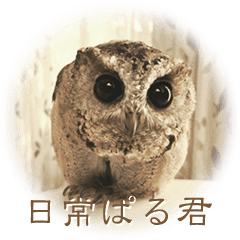 Everyday of PAL-KUN (Indian scoop owl)