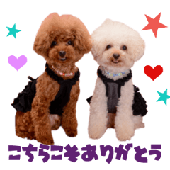 Real DOG Toy Poodle yui&kazu