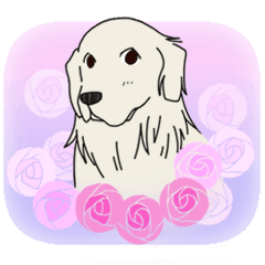 【大型犬】ゴールデンレトリーバー
