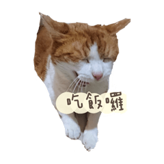 你好 我叫阿咪～
