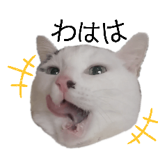 CAT Nyanpi sticker