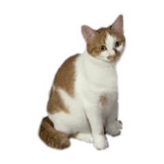 AYUMI_20210214115722