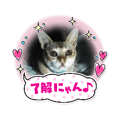 risa_20210214194302