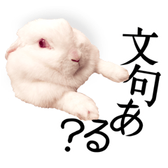 Lovable fat rabbit "Rabi"