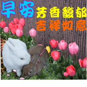 Adorable animal-1