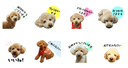 smart dog TAE
