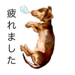 チョコタンmogもぐスタンプ