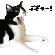 My cat "Mu-chan" Live-action version 2
