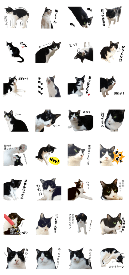 My cat "Mu-chan" Live-action version 2