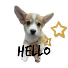 ruke cole Corgi