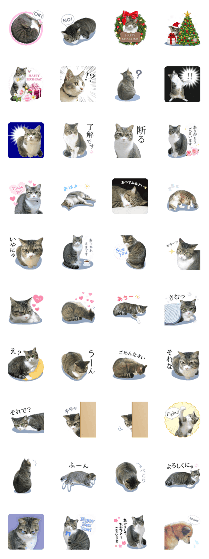 Message from real cats