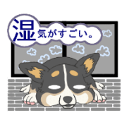 The sticker in the rainy season