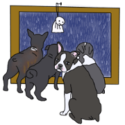 Bostonterrier and Pug1