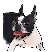 Bostonterrier & Pug2