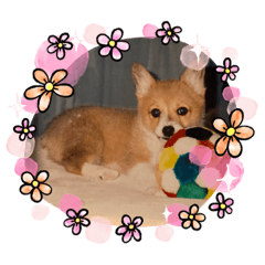 ハナちんスタンプ