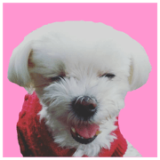 yume is sticker