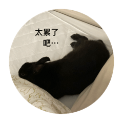 胖胖小黑？
