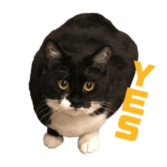 白黒猫のセスナ Part5 Line スタンプ Line Store