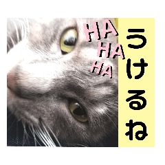 vet_Nyakano_20210214212414