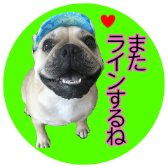 all dog photo sticker miryi