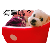 TwoPuppy.