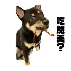 black shiba soju 2.0