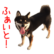 The Black And Tan Shiba Inu -Koume-
