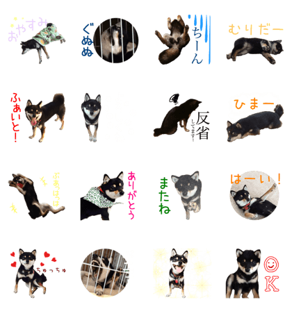 The Black And Tan Shiba Inu -Koume-
