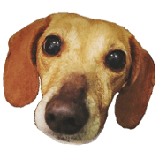 Good cute Dog