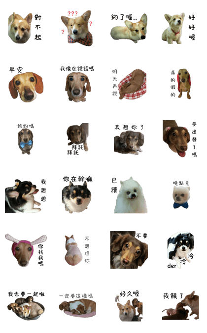 Good cute Dog