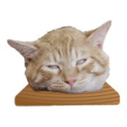 So funny face cats