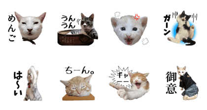 So funny face cats