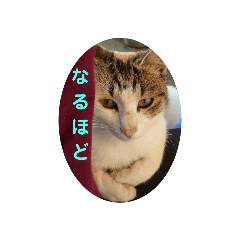 mizu femail