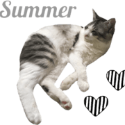 cat of cure summer.