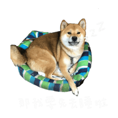 柴犬兩津表情包1