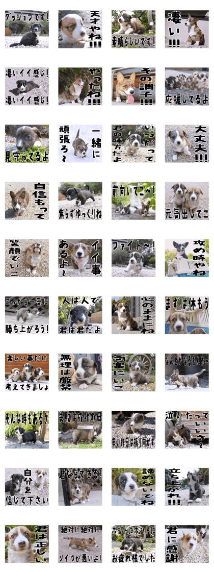 MIEDOG Welsh Corgi Cardigan sticker 18