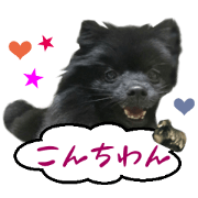 Real DOG Black Pomeranian