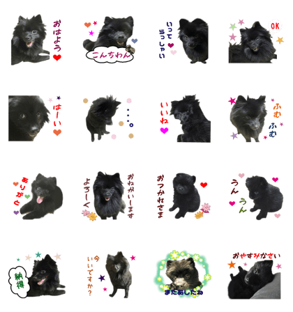 Real DOG Black Pomeranian
