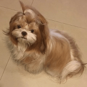 littlepuppy