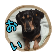 Kotarodog