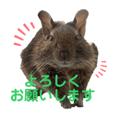 Kinako of the degu