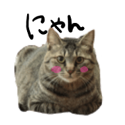 UMBELIEBABLE CATS