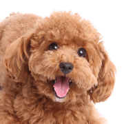 Poodle's expressions (English version)